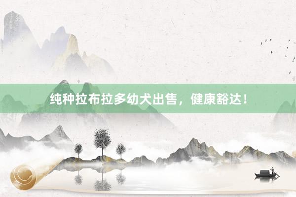 纯种拉布拉多幼犬出售，健康豁达！