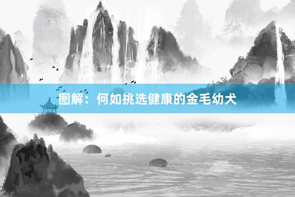 图解：何如挑选健康的金毛幼犬